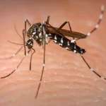 Dengue grave: estudo do Einstein mapeia impacto da doença em UTIs brasileiras