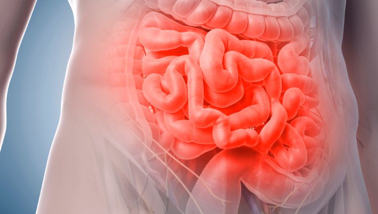 SUS passará a ofertar transplantes de intestino delgado e multivisceral, informa Ministério da Saúde
