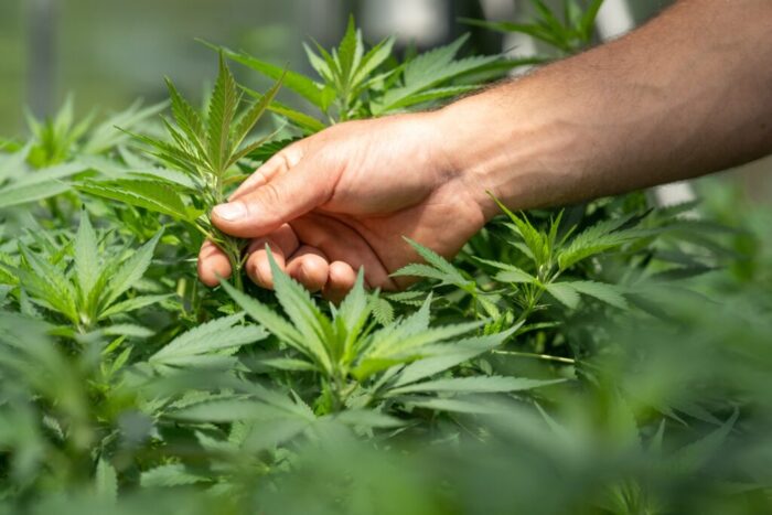 Embrapa planeja pesquisa de longo prazo sobre cultivo de cannabis