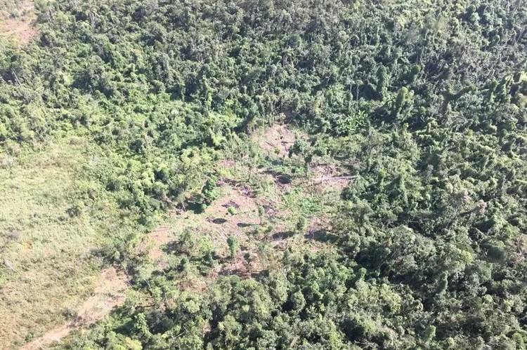 Mata Atlântica perdeu 200 mil campos de futebol de vegetação em uma década, diz estudo
