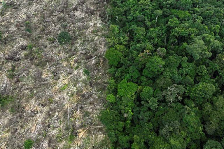 Alertas na Amazônia de desmatamento alcançam menor valor histórico
