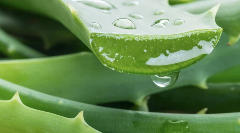 Aloe Vera: confira os benefícios da planta para a saúde