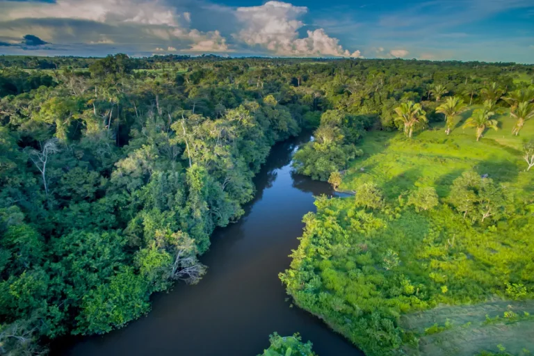 Parceria entre BNDES e Petrobras visa a restaurar a Amazônia e a impulsionar mercado de carbono