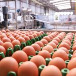 Produção brasileira de ovos deve crescer 5% em 2026