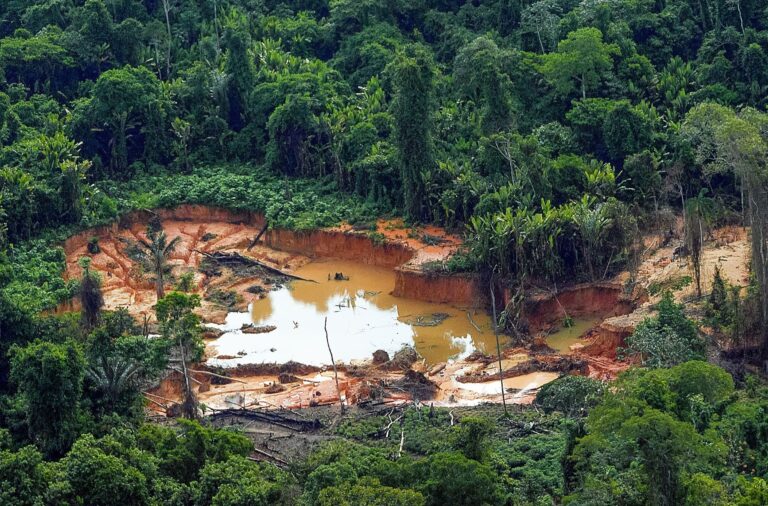 Mineração ilegal de ouro contamina árvores da Amazônia