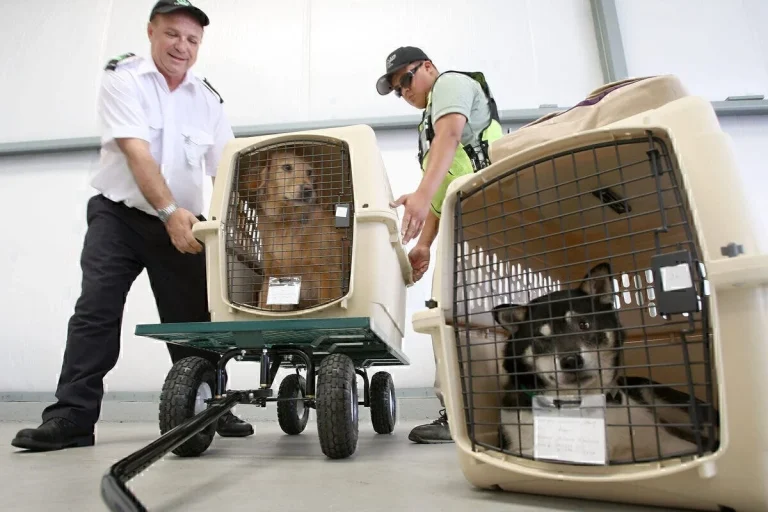 Senado aprova regras para transporte aéreo de animais