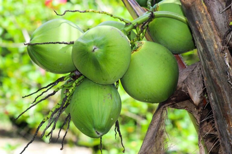Brasil avança na produção de etanol a partir de resíduos de coco