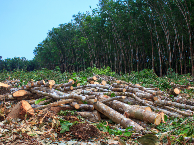 Amazônia perdeu 11 mil km² de área ao ano por mais de três décadas, afirma estudo