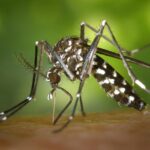 Aedes aegypti: quase metade dos municípios brasileiros está em alerta ou risco