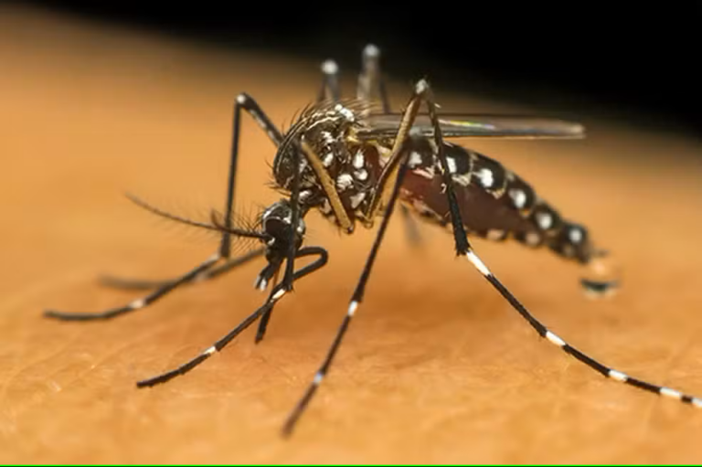 Sergipe tem seis municípios com alto índice de infestação pelo Aedes aegypti