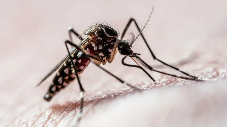 Brasil ultrapassa mil mortes por dengue em 2025