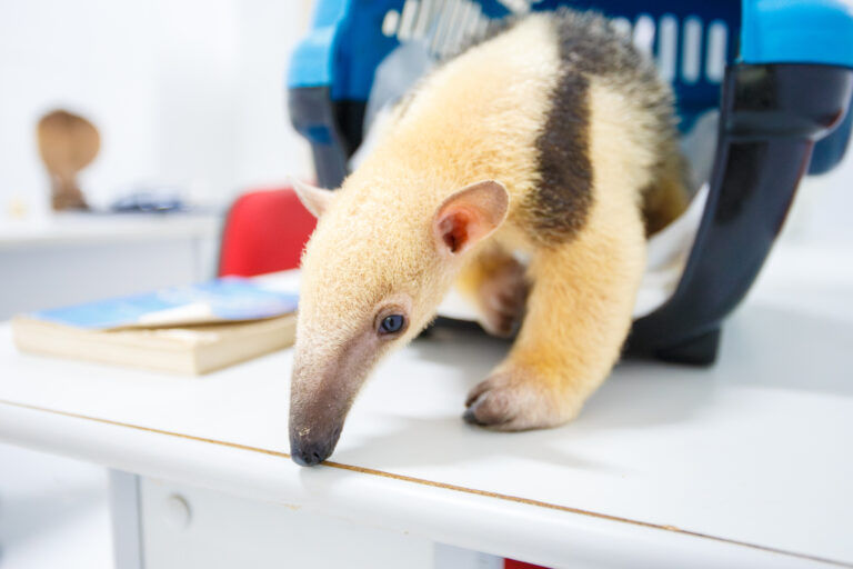 Centro de Triagem já recebeu mais de 450 animais silvestres de janeiro a abril de 2025