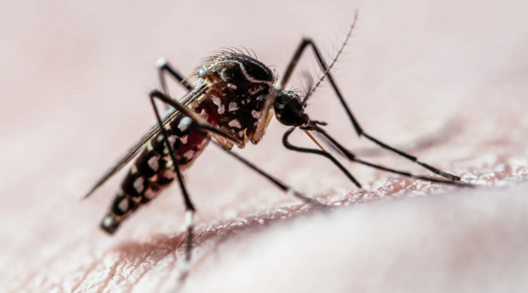 Dengue avança no Sul do país e aponta impacto das mudanças climáticas