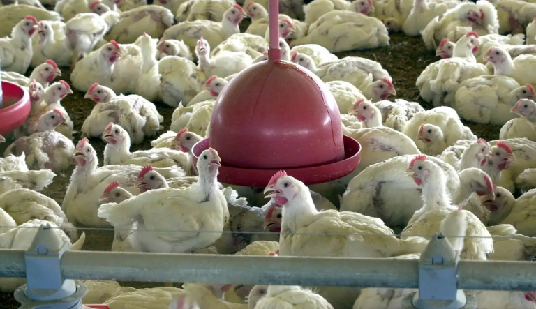 Brasil vai se declarar livre de gripe aviária nesta quarta, diz Agricultura