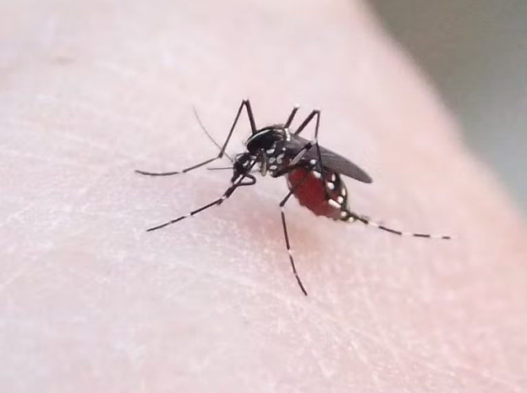 Pesquisadores brasileiros descobrem novo composto contra o chikungunya