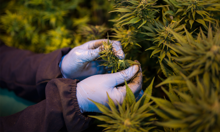 Cresce número de idosos que utilizam cannabis; especialistas alertam para riscos