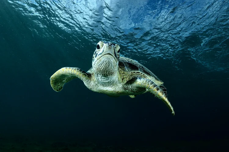 Elevação do nível do mar é ameaça para 90% dos brasileiros, reflexo do aquecimento global