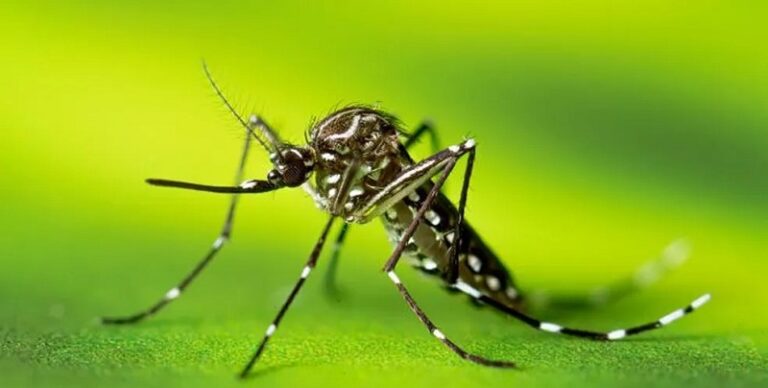 Instituto Oswaldo Cruz lança documentários sobre mosquitos Aedes aegypti e Aedes albopictus
