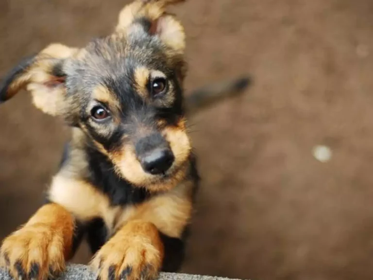 Ministério Público de Sergipe articula implantação da Casa de Passagem para Animais de Pequeno Porte em Aracaju