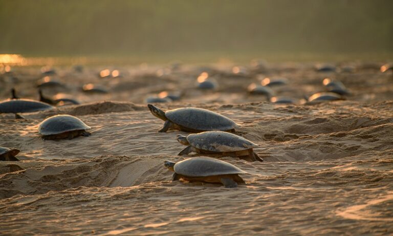 Amazônia concentra maior local de desova de tartarugas do mundo