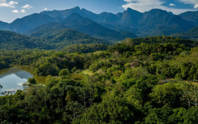 Nestlé e Re.green restauram mais de três milhões de árvores nativas da Mata Atlântica