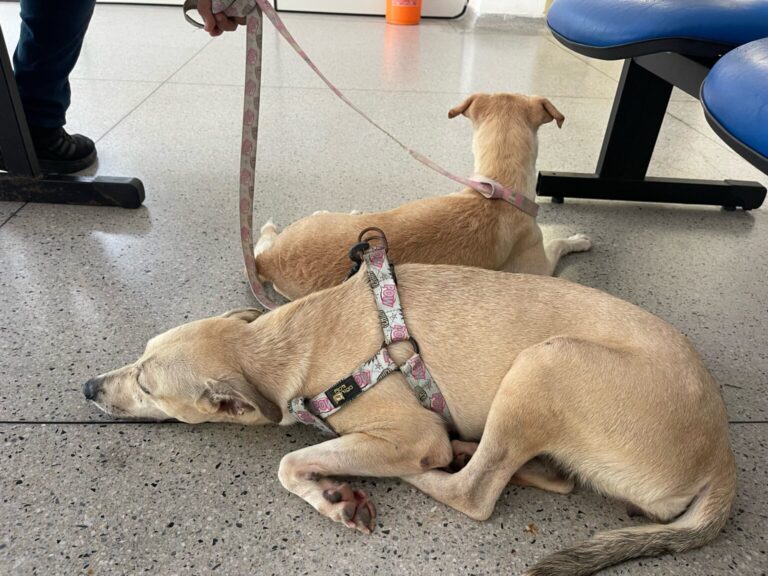 PL que implementa cadastro de animais domésticos em Sergipe é aprovado