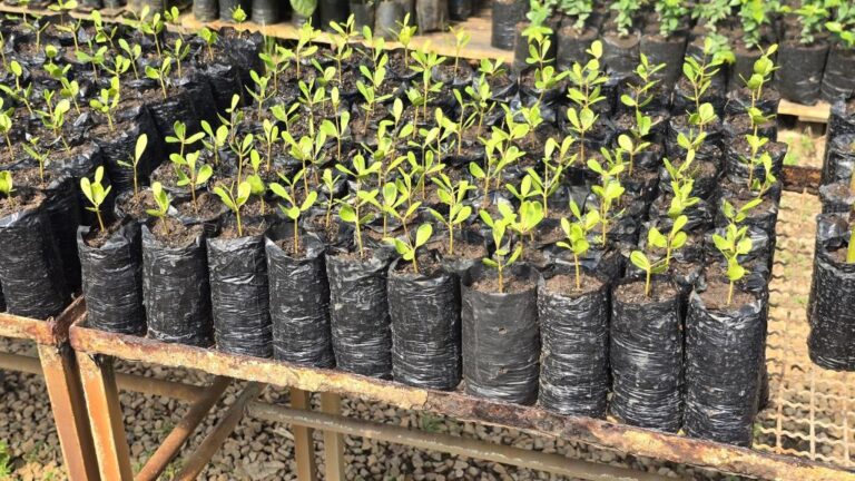 Aracaju realiza plantio inédito de mudas de mangue em comemoração ao Dia Mundial de Proteção aos Manguezais
