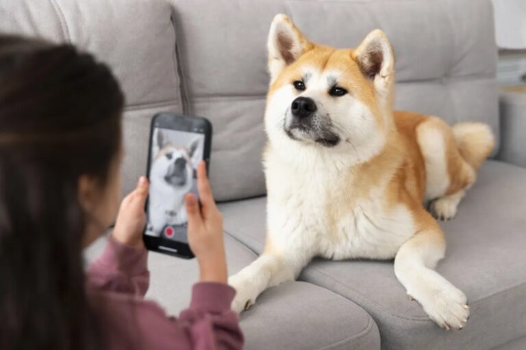 Saiba como usar ferramenta que ativa “modo cachorro” no WhatsApp