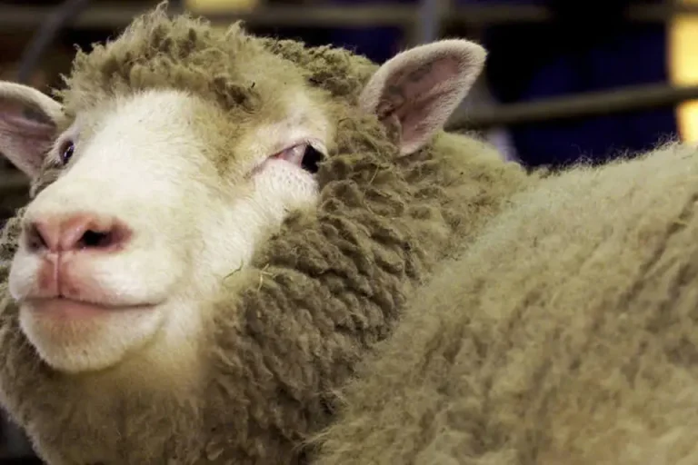 Relembre como ocorreu a clonagem da ovelha Dolly, que revolucionou a ciência e o mundo em 1997