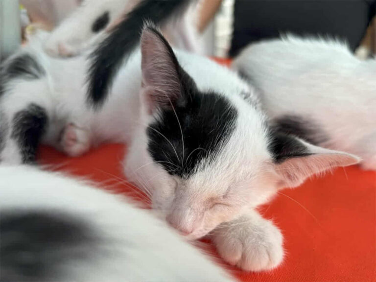 Campanha de adoção animal acontece em Aracaju neste sábado (30)