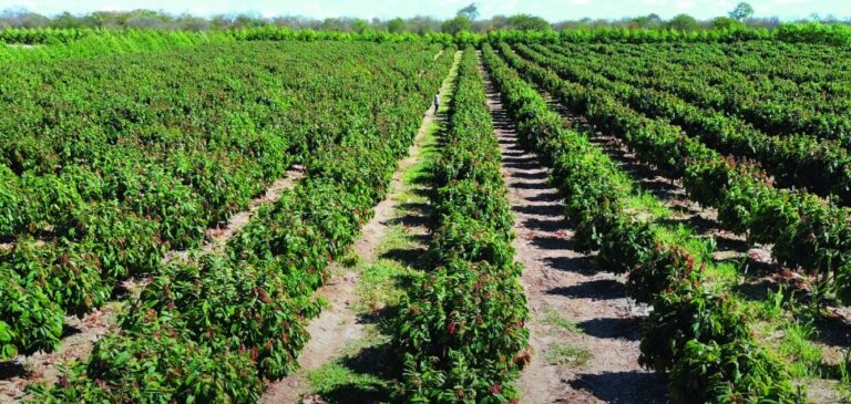 Doce expansão: veja onde cresce a produção de cacau no Brasil