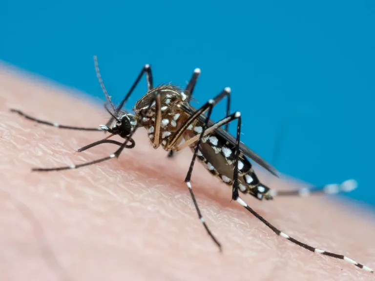 Conheça plano do Google para combater mosquitos no Brasil