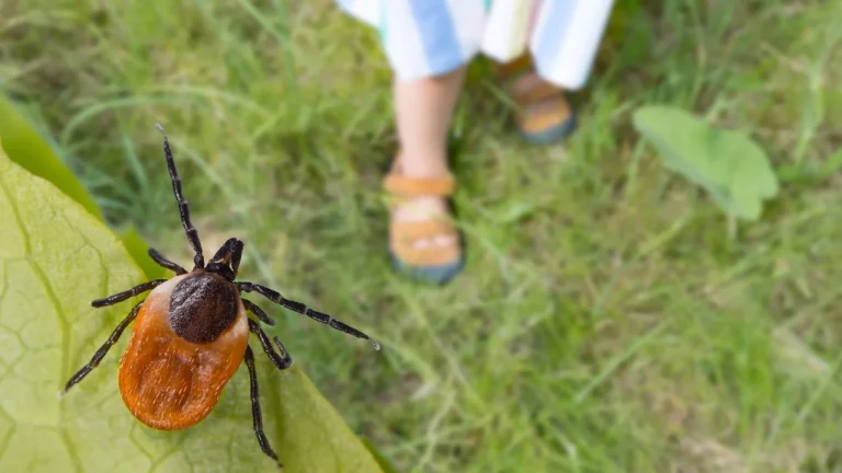 Doença de Lyme: fique alerta de que se trata, sintomas e tratamento
