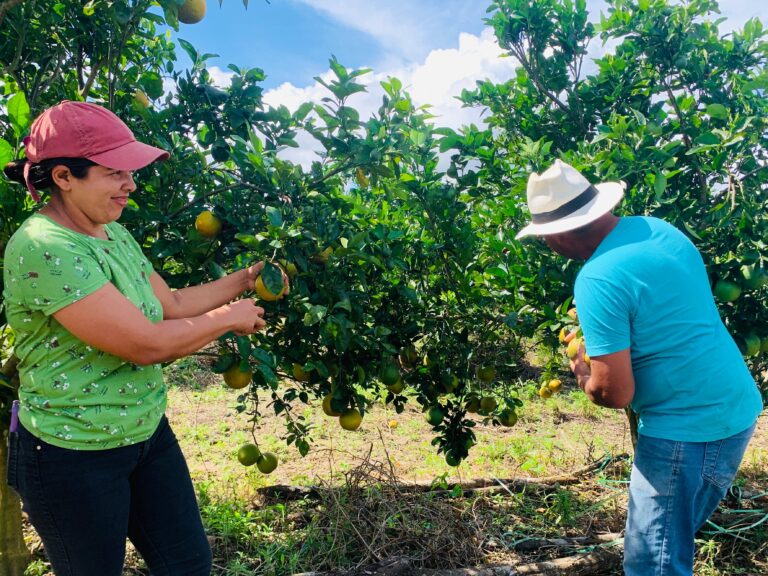 Em Sergipe, inscrições para o Programa Mão Amiga Laranja são prorrogadas até o dia 31 de agosto