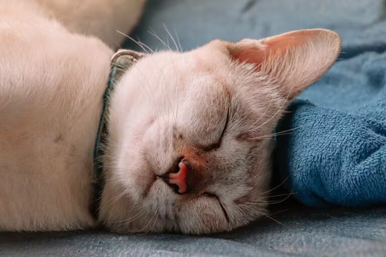 Dia Internacional do Gato: veja quantas horas os felinos precisam dormir por dia e o motivo