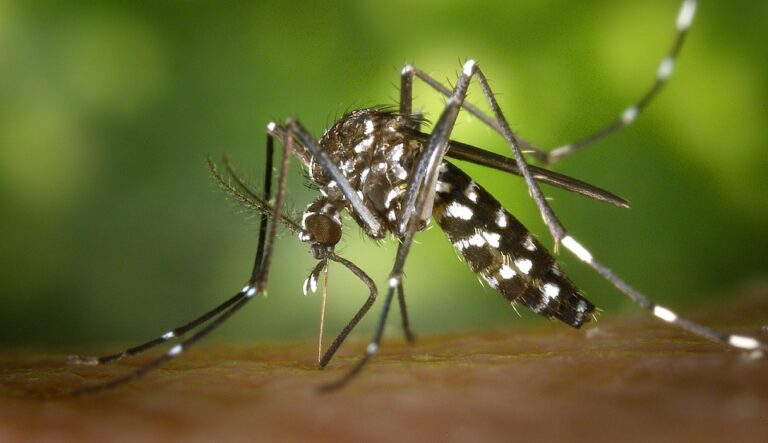 Estudo estima que risco de doenças causadas por mosquitos vai disparar no Brasil até 2080