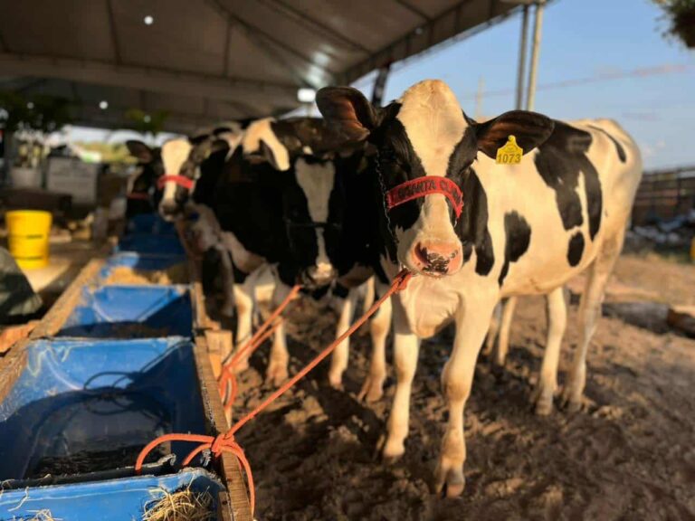 Engenheiros agrônomos trabalham para aumentar produtividade leiteira no Alto Sertão de Sergipe; resultados começam a aparecer