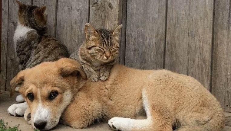 Assembleia Legislativa aprova lei que institui Cadastro Estadual de Animais Domésticos em Sergipe