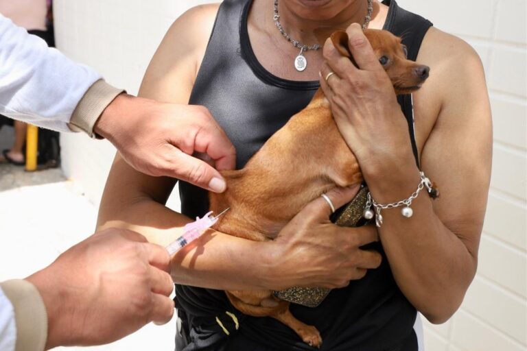 Saúde de Aracaju inicia campanha de vacinação antirrábica para proteger pets e população