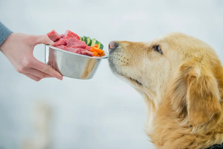 Bem-estar animal ganha força com alimentação natural e dietas personalizadas
