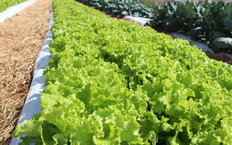 Crise climática ameaça cultivo de alface em campo aberto, diz Embrapa