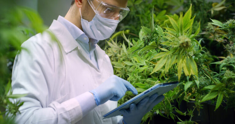 Governo federal pede à Justiça prorrogação de prazo para regulamentar Cannabis industrial