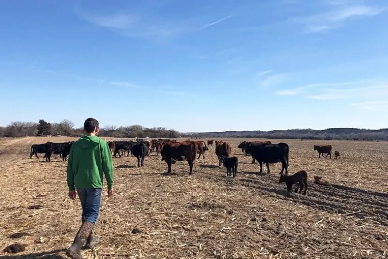 Fazendeiros dos EUA criticam proposta de Trump para importar carne da Argentina