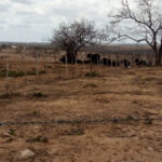 Boletim alerta para avanço da seca e risco de incêndios em Sergipe