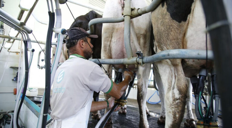 Três municípios sergipanos estão entre os 20 maiores produtores de leite no Brasil
