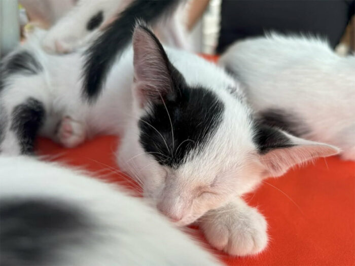 Campanha de adoção ‘Amigo Pet’ acontece neste sábado (31), em shopping de Aracaju