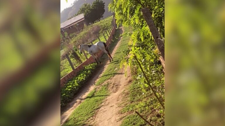 Após meses separado, cavalo percorre 20 km e volta ao antigo dono