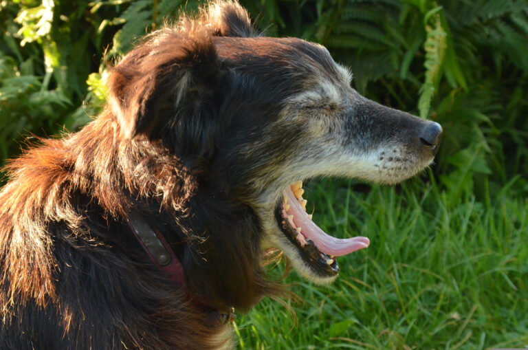 Cães idosos: mudanças de comportamento exigem atenção e cuidados específicos