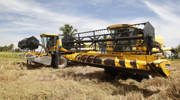 Com safra recorde, Sergipe se firma como potência do arroz no Nordeste