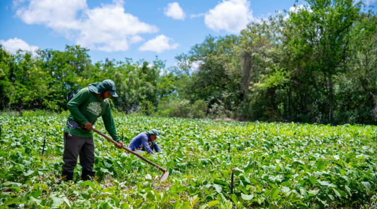 Projeto de agrofloresta no agreste sergipano vira referência em produção sustentável